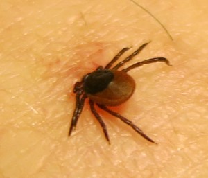 tick