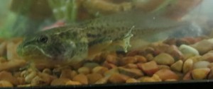 tadonearm
